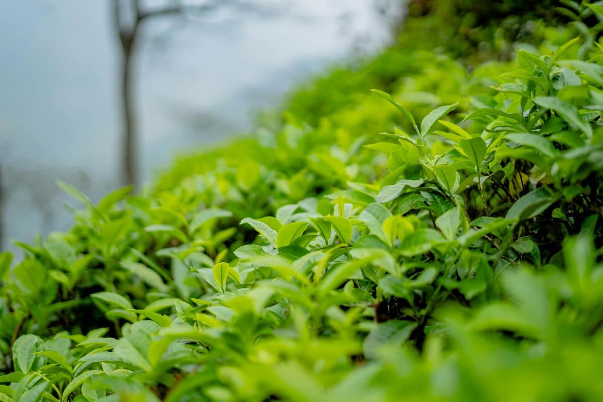 Tea plantation